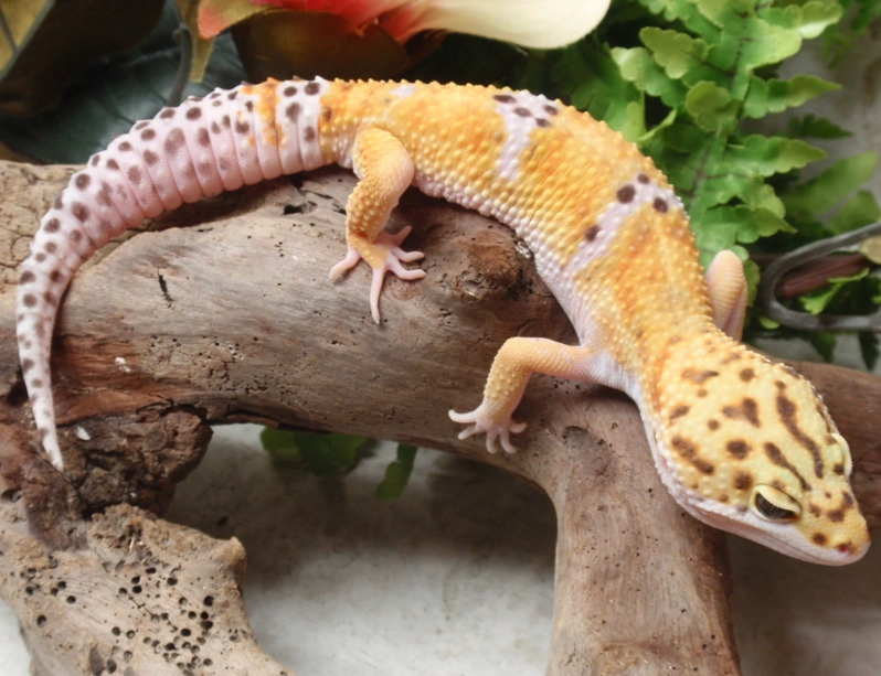 spotted gecko habitat setup