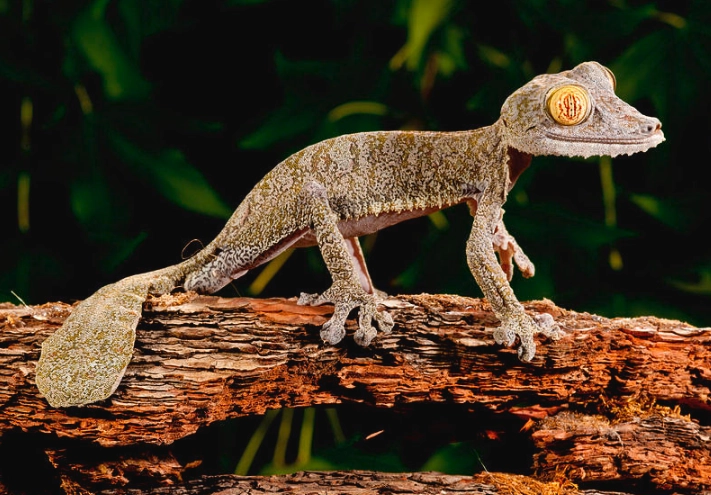 Uroplatus gecko