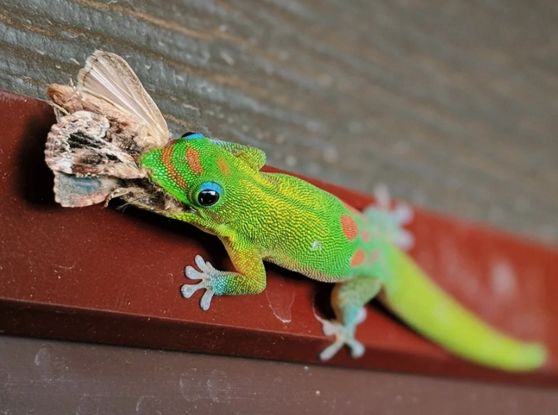 phelsuma laticauda phelsuma laticauda