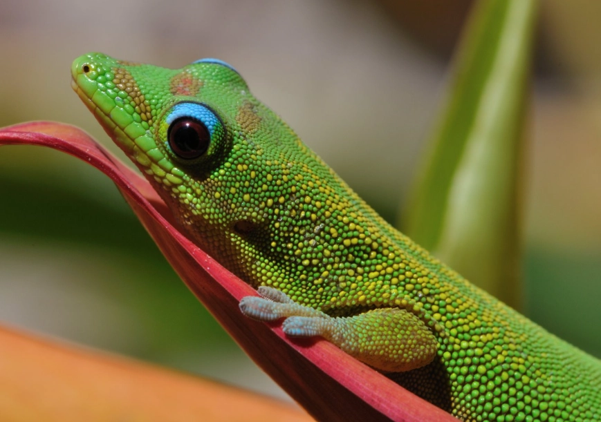 day gecko habitat setup day gecko habitat setup