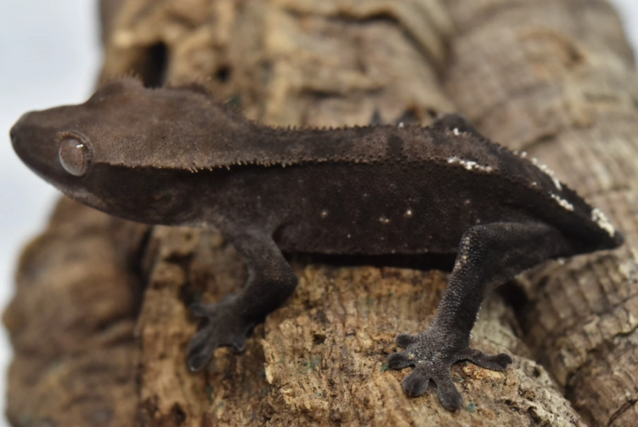 crested gecko morphs crested gecko morphs