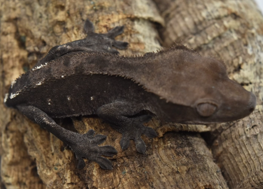 axanthic crested gecko for sale axanthic crested gecko for sale