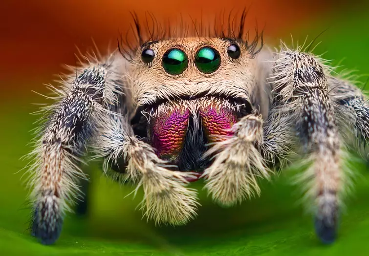 jumping spider care