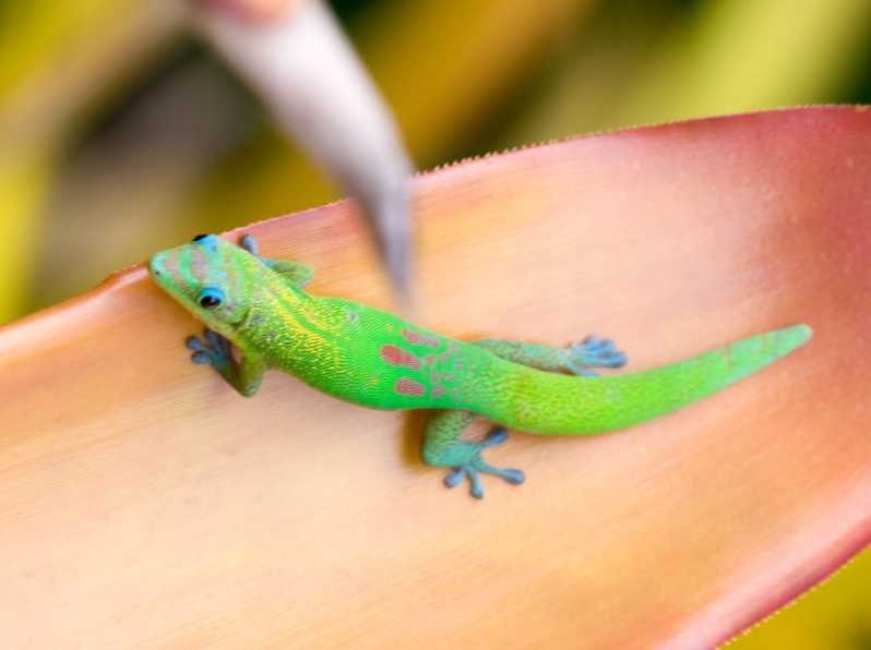hawaiian gecko species