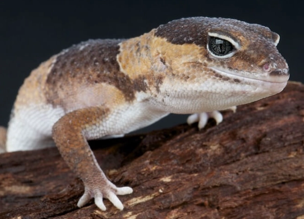 African fat tailed gecko African fat tailed gecko