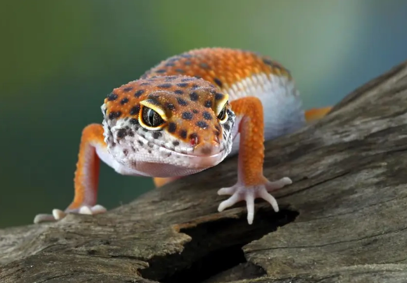 leopard gecko care sheet