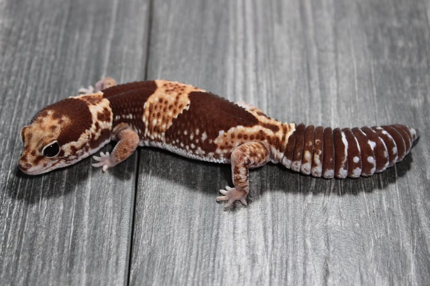 fat tailed gecko care fat tailed gecko care