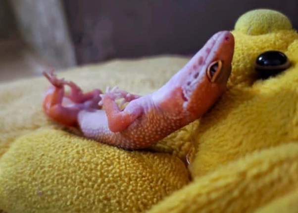 pink leopard gecko morphs