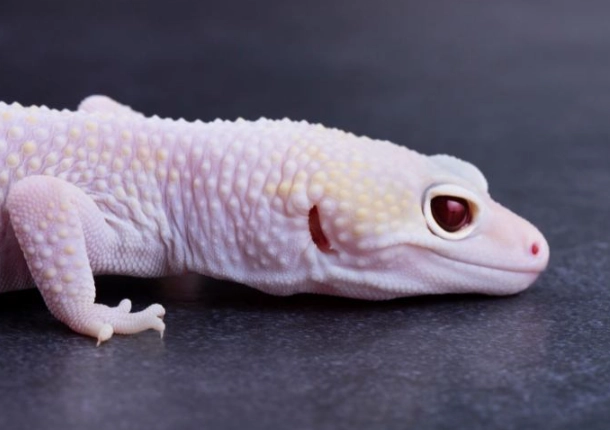 pet lizard for beginners pet lizard for beginners