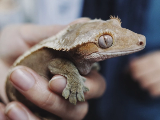 adult crested gecko care