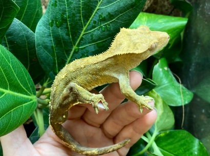 crested gecko tank setup