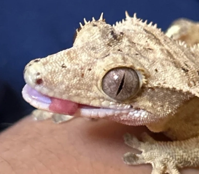 crested gecko tank setup