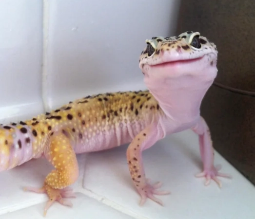 leopard gecko diet