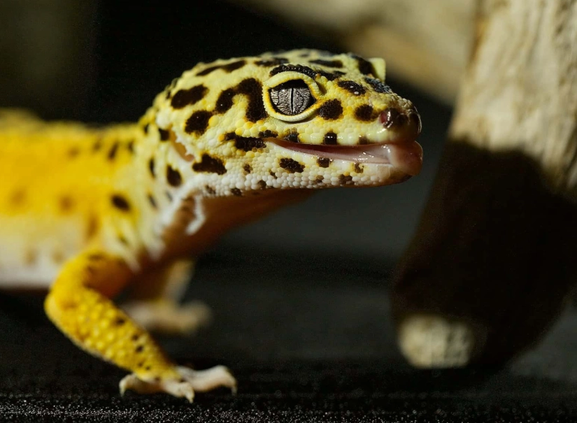 leopard gecko care sheet