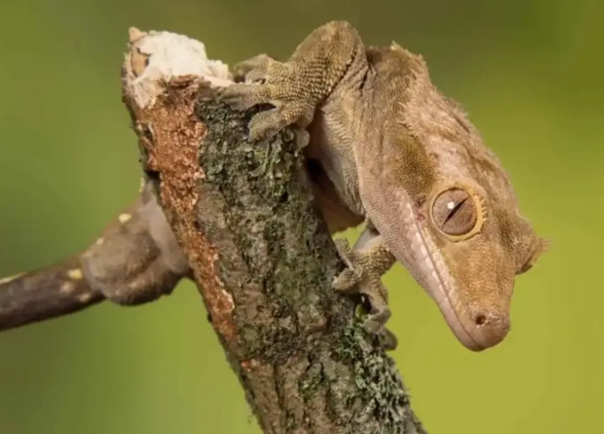 crested gecko humidity too high