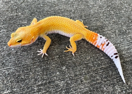 adult leopard gecko care
