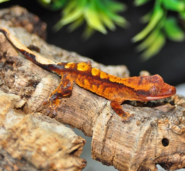 caring for crested gecko