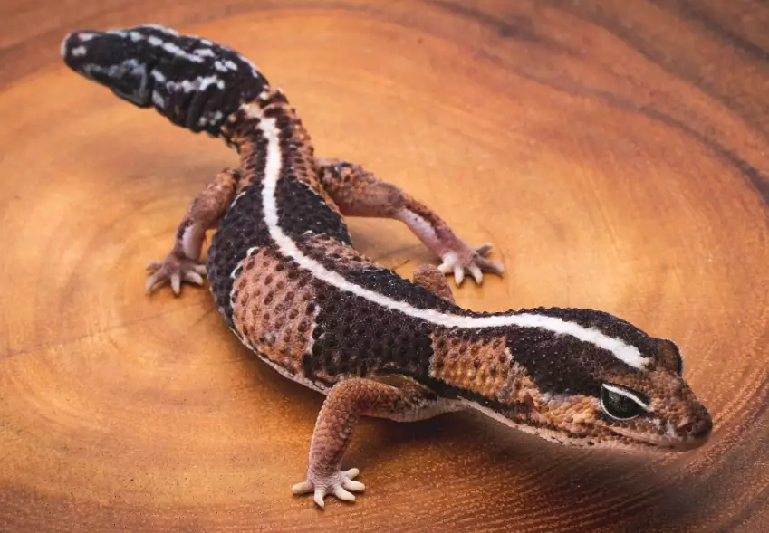 fat tailed gecko care fat tailed gecko care