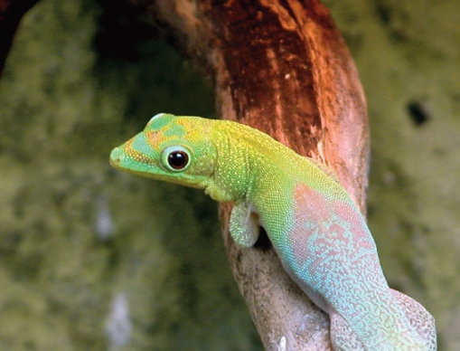 day gecko habitat setup day gecko habitat setup
