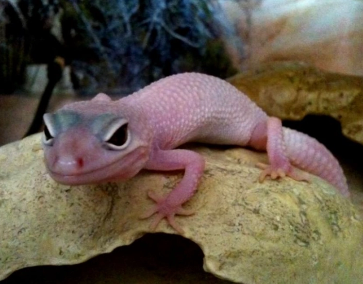 leopard gecko care