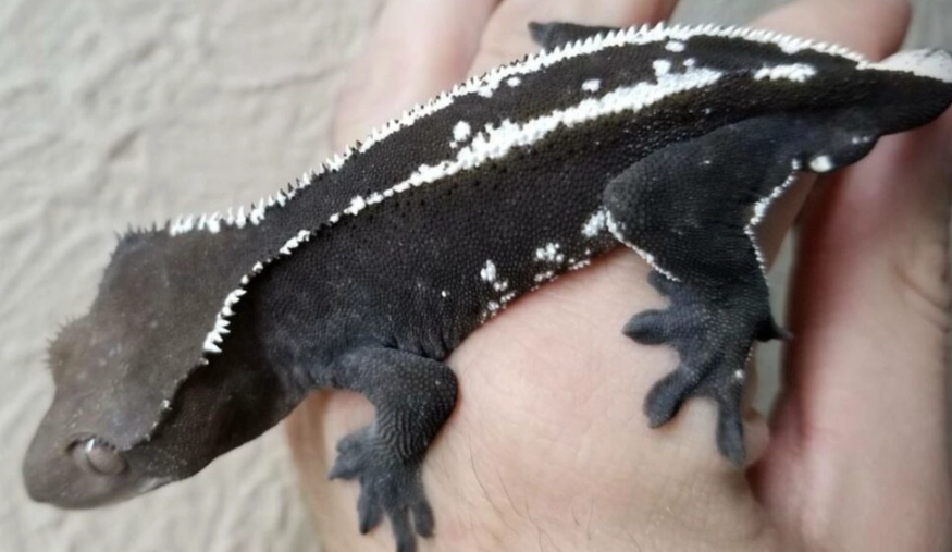 axanthic crested gecko for sale axanthic crested gecko for sale