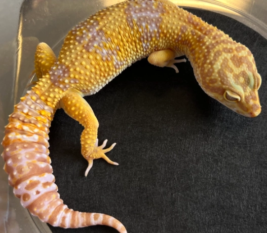 giant leopard gecko care giant leopard gecko care