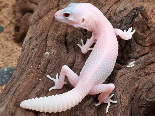 pet lizard for beginners pet lizard for beginners