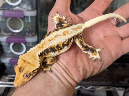 adult crested gecko care