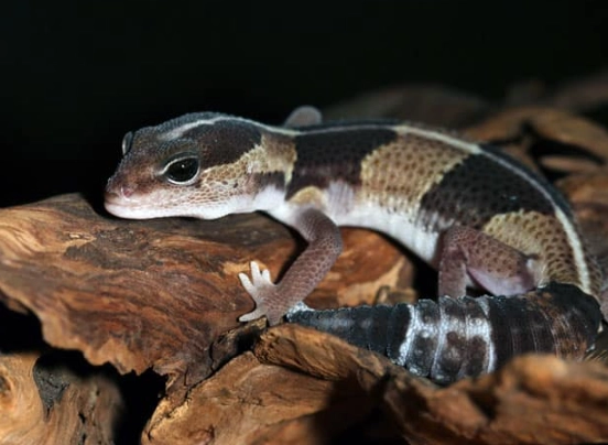 fat tailed gecko morphs fat tailed gecko morphs