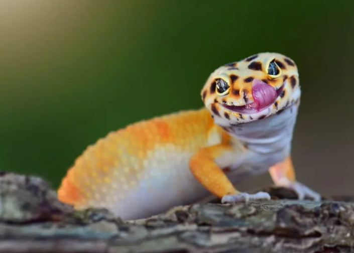 spotted gecko habitat setup