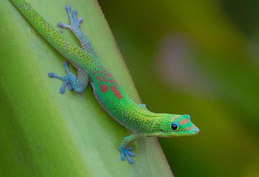 phelsuma laticauda habitat