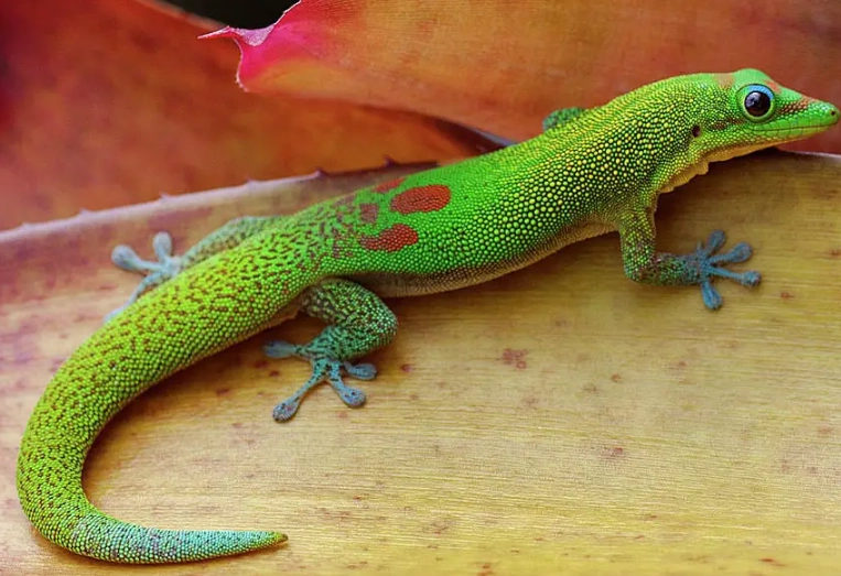 phelsuma laticauda phelsuma laticauda
