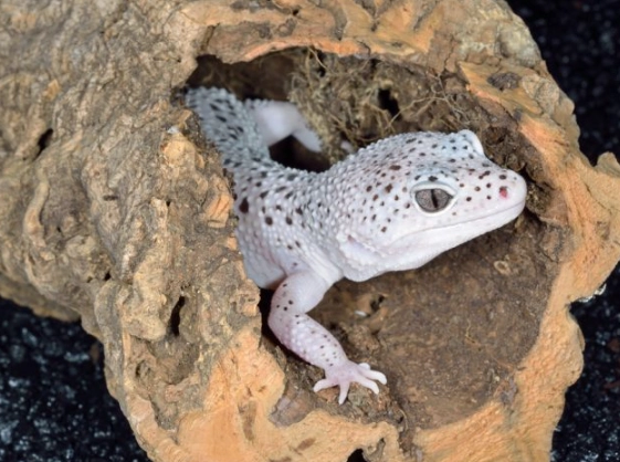 white leopard gecko care white leopard gecko care