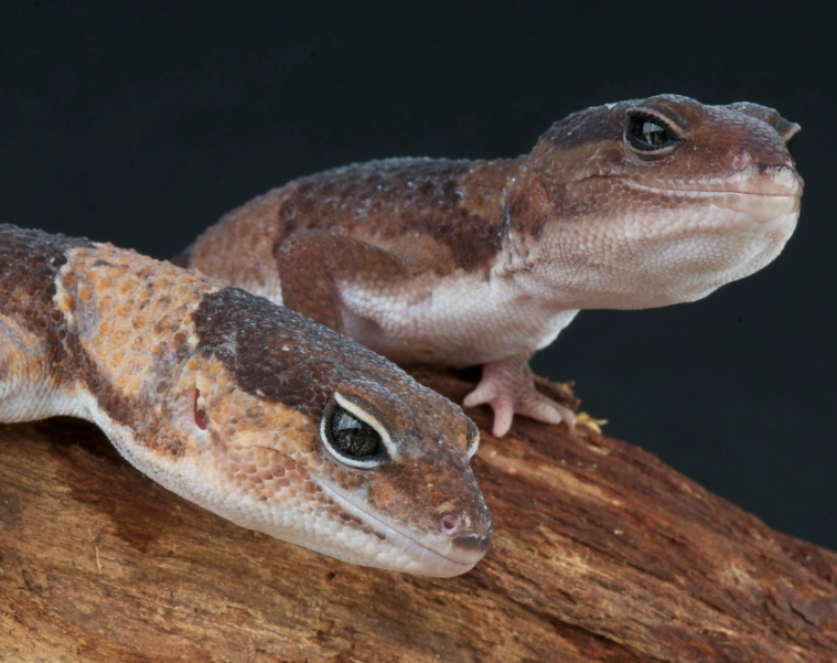 African fat tailed gecko African fat tailed gecko