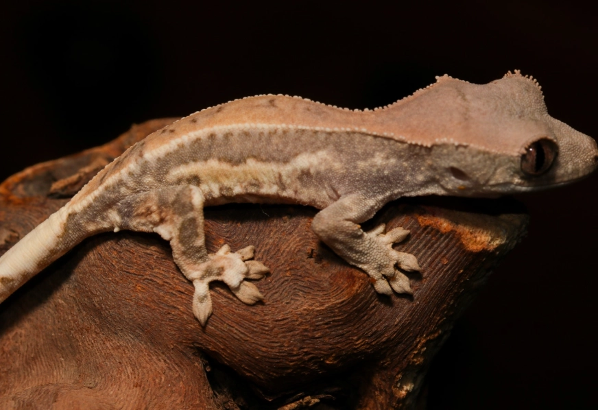 axanthic crested gecko for sale axanthic crested gecko for sale