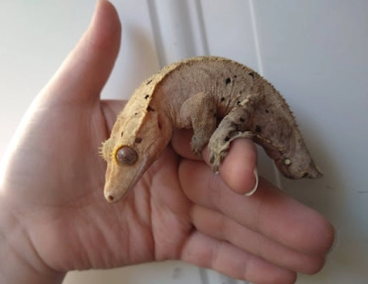 crested gecko diet