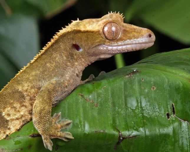 crested gecko humidity at night