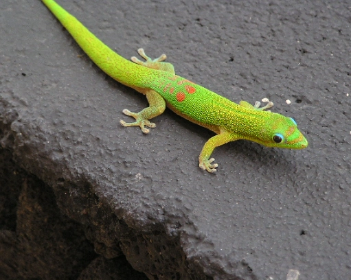 hawaiian gecko species