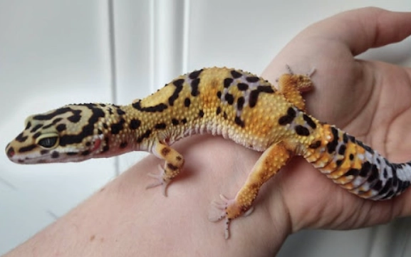 adult leopard gecko care