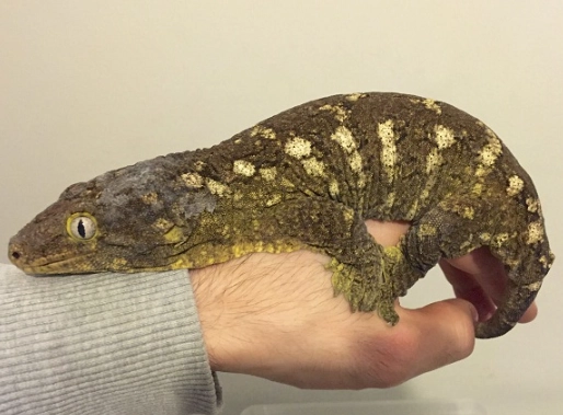 Leachianus Gecko