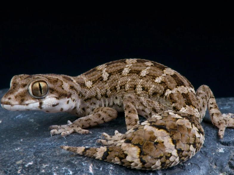 fat-tailed gecko for sale