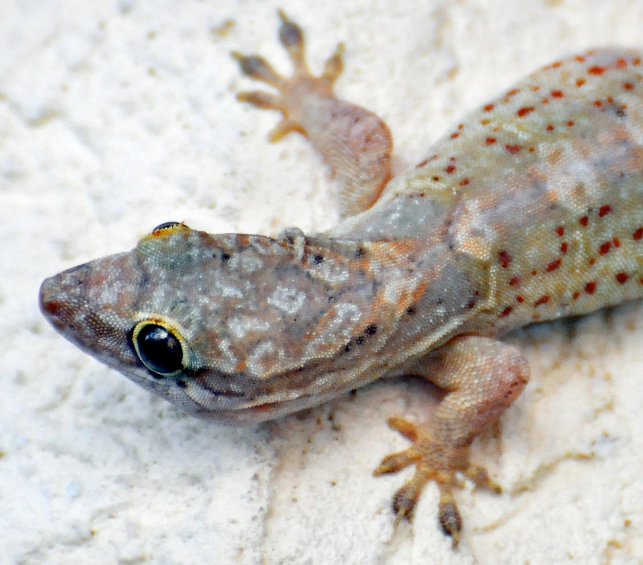 Wooden-tailed gecko care Wooden-tailed gecko care