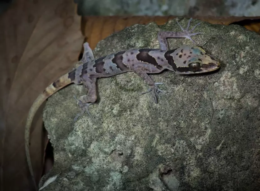 Bone-toed gecko care