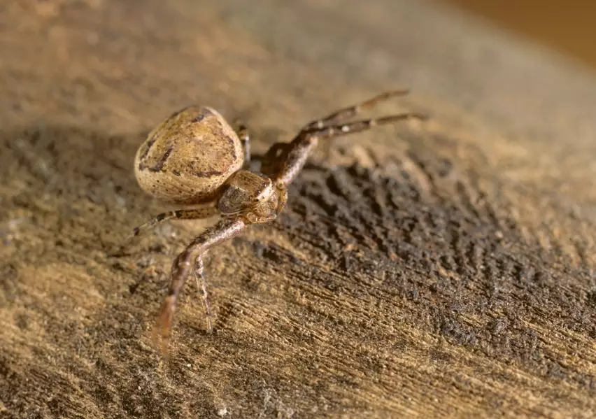crab spider
