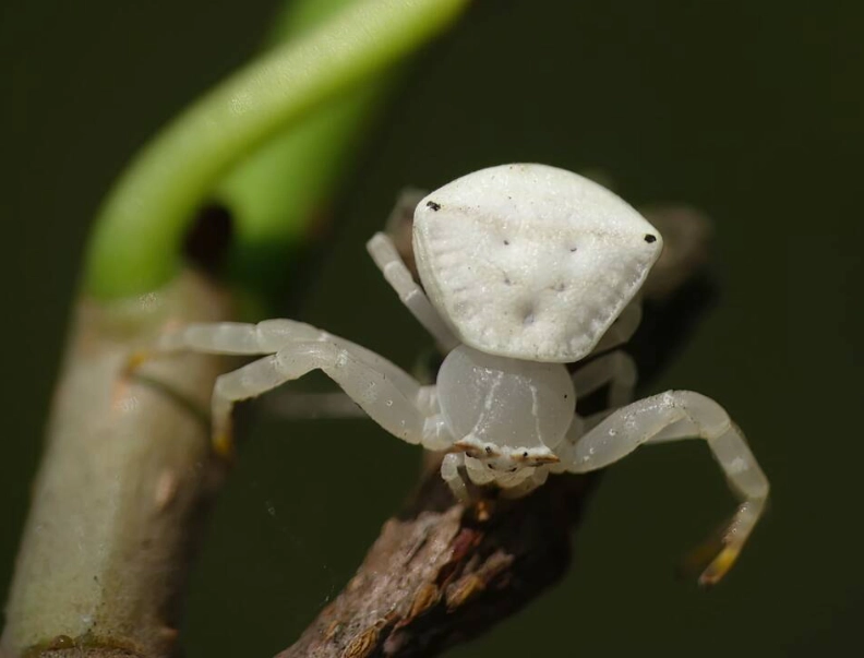 crab spider