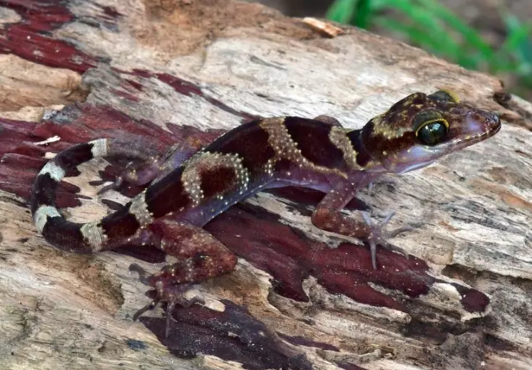 Bone-toed gecko care