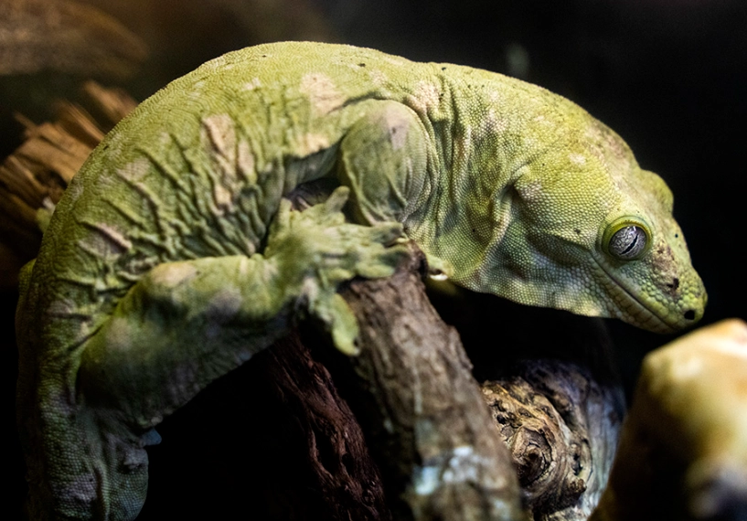 New Caledonian Giant Gecko