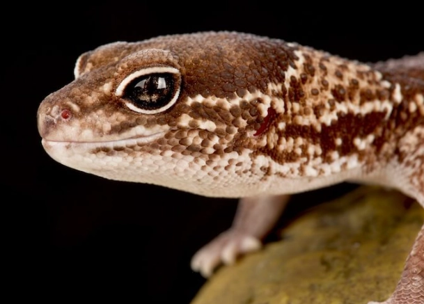 fat-tailed gecko for sale