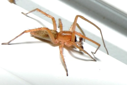 pholcus phalangioides