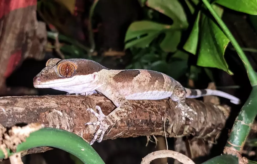 Pacific slender-toed gecko
